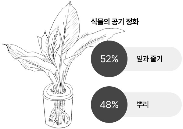 식물의 공기 정화는 잎과 줄기에서 52%, 뿌리에서 48%가 정화된다